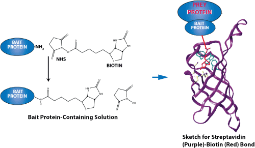 多肽合成：生物素标记肽与蛋白相互作用