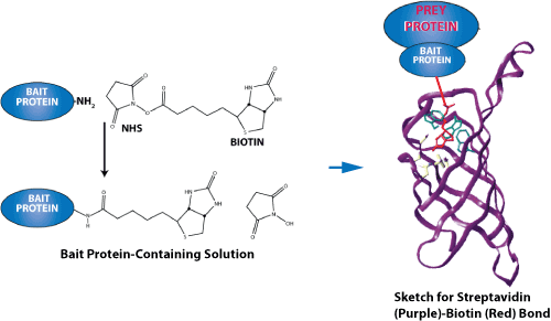 多肽合成:应用于多肽-蛋白相互作用的生物素标记肽 多肽合成:生物素标记肽与蛋白相互作用