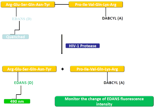 FRET Overview: EDANS and Dabcyl