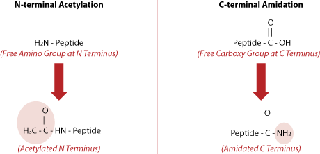 Peptide synthesis: Amidation and Acetylation