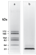 Tricine-SDS-PAGE