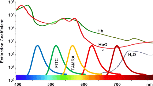 FITC Peptide synthesis: FITC 