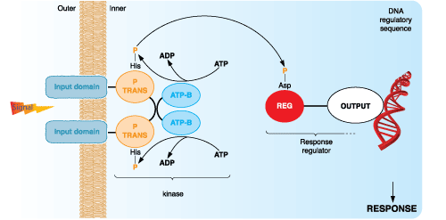 Peptide phosphorylation in bateteria