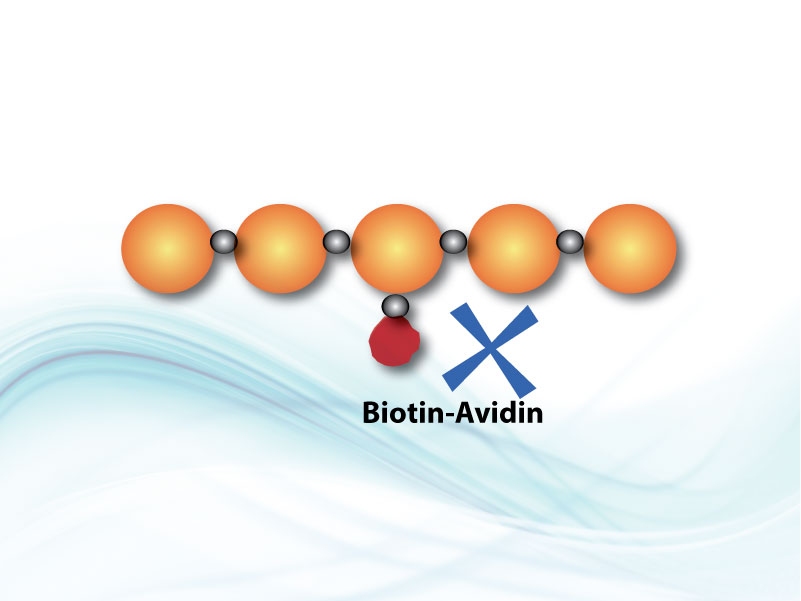 Biotinylated Peptide