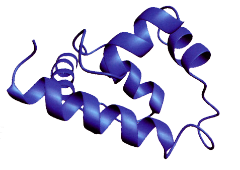 LifeTein Peptide Structure