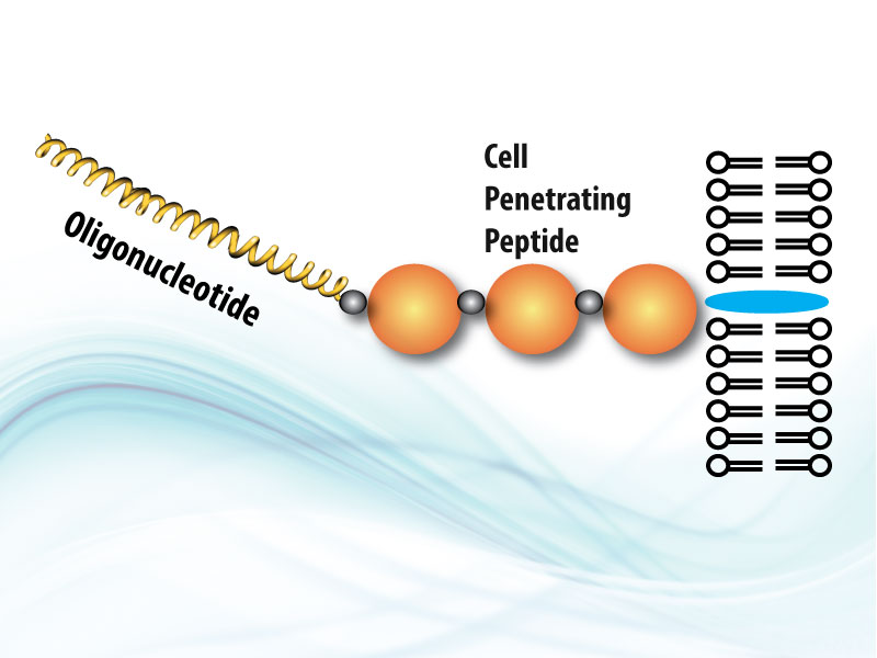 cell penetrating peptide oligo conjugation