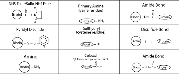 Biotin and peptide binding via amide bond