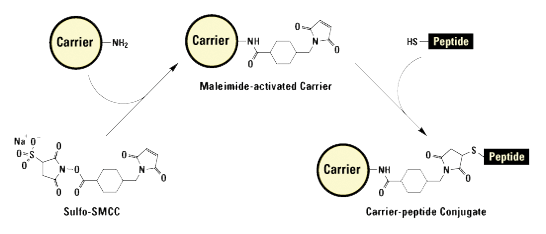 Carrier protein KLH or BSA for antibody generation