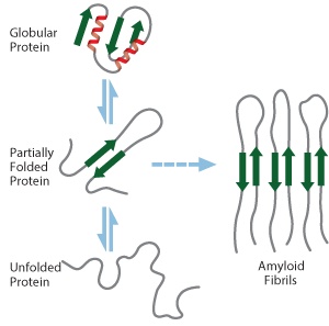 Amyloid Peptide Synthesis