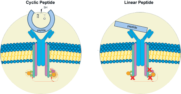 cyclic peptide synthesis