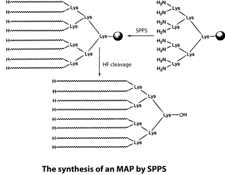 Peptide synthesis: multiple antigenic peptides by SPPS