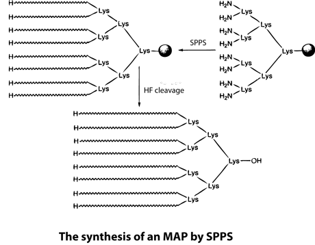 MAPs Antigen