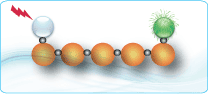 FRET Peptides