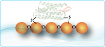 BSA, KLH and OVA Conjugation, Immunogenic Peptide