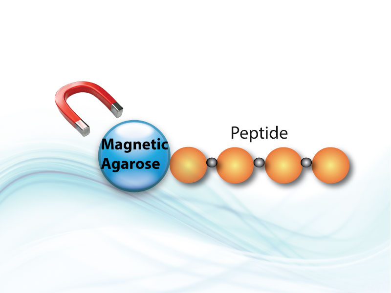 LifeTein Magnetic Agarose