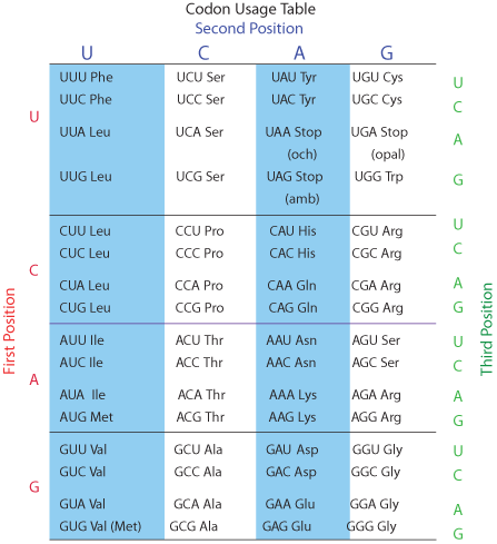 Codon Usage Table Peptide Synthesis