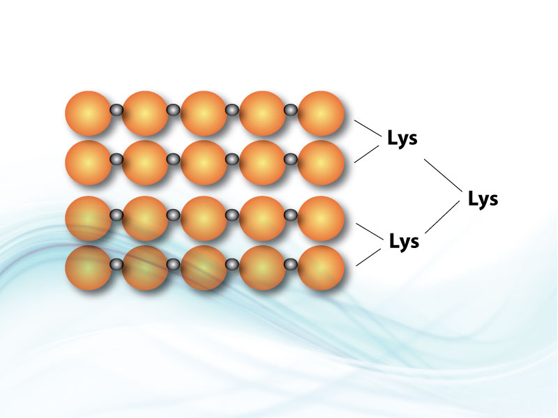 LifeTein MAP Peptide Synthesis